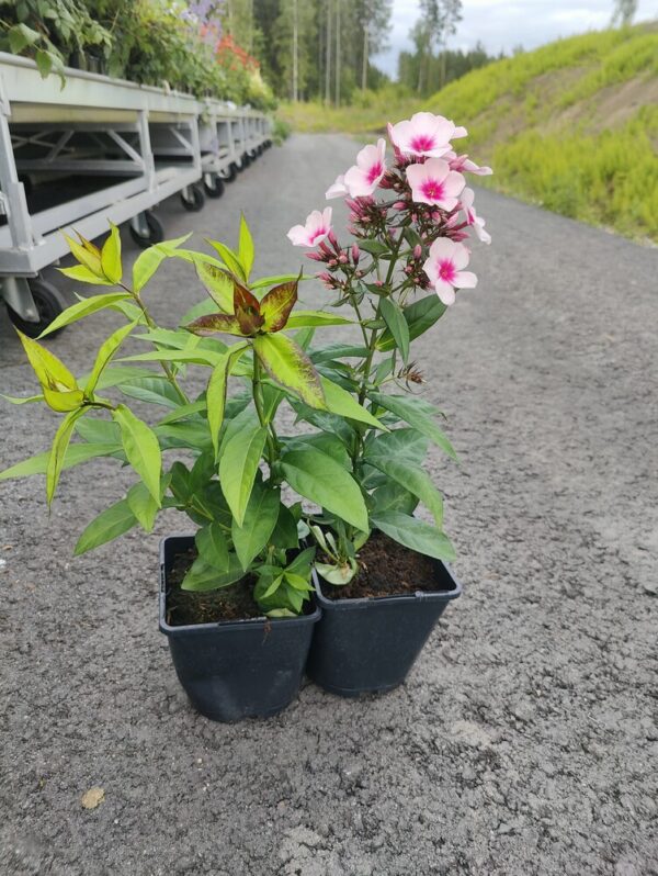 Phlox paniculata BRIGHT EYES Co1,5-2