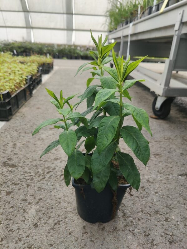 Phlox paniculata JEFF′S PINK Co1,5-2