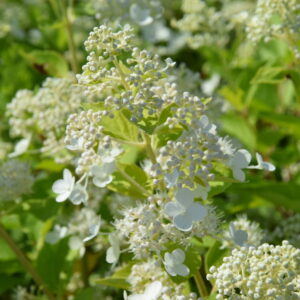 Hydrangea paniculata EARLY HARRY