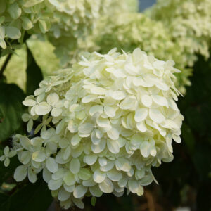 Hydrangea paniculata LIMELIGHT 120- rungolla