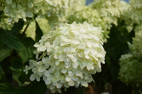 Hydrangea paniculata LIMELIGHT 120- rungolla