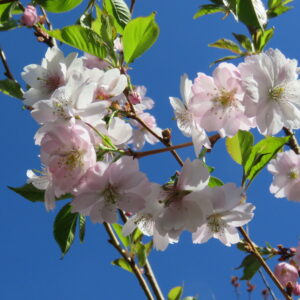 Prunus serrulata AMANOGAVA