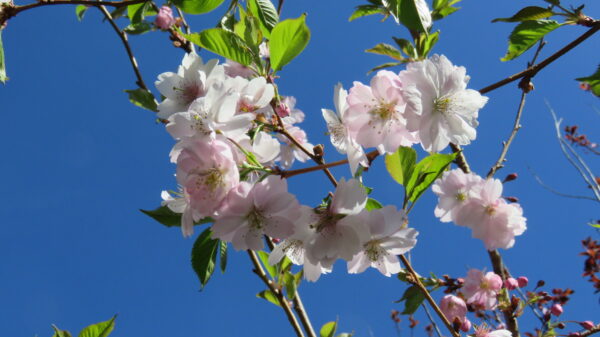 Prunus serrulata AMANOGAVA