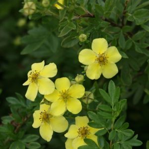 Dasiphora fr. TERVOLA
