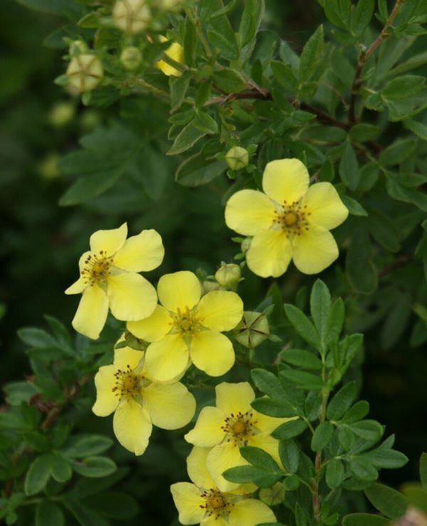 Dasiphora fr. TERVOLA