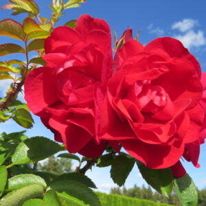 Rosa HANSALAND