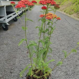 Achillea millefolium PAPRIKA Co1,5-2