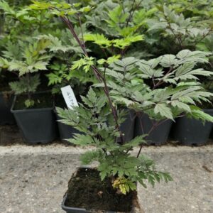 Actaea simplex BRUNETTE Co1,5-2