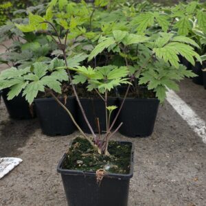 Actaea simplex ATROPURPUREA Co1,5-2