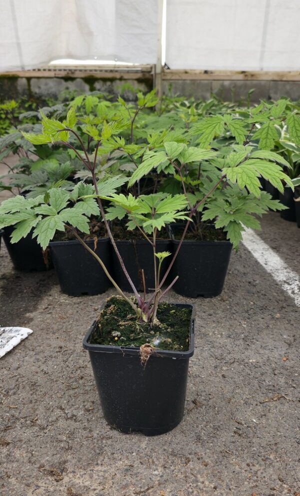 Actaea simplex ATROPURPUREA Co1,5-2