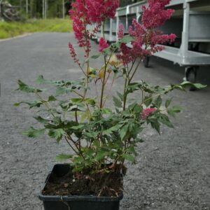 Astilbe Arendsii  FANAL Co1,5-2
