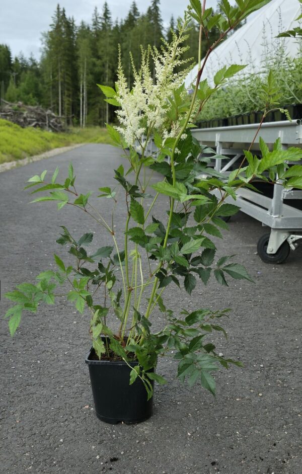 Astilbe Arendsii  BRAUTSCHLEIER Co1,5-2