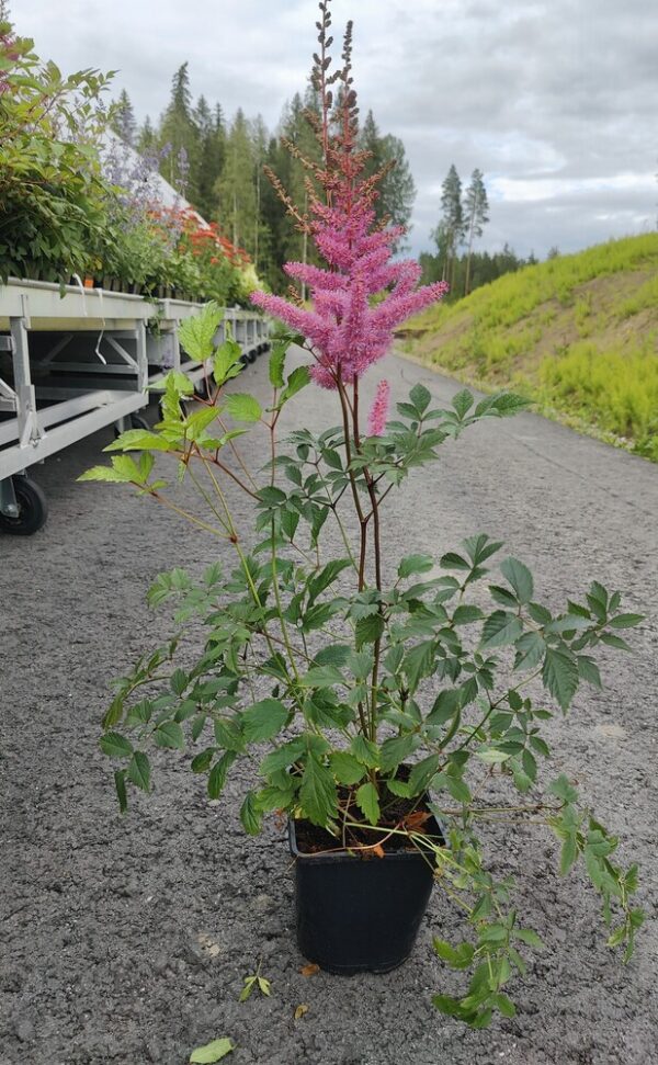 Astilbe Arendsii  AMETHYST Co1,5-2