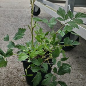 Astilbe chinensis PUMILA Co1,5-2