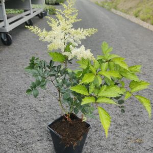 Astilbe Japonica hybrid  DEUTSCHLAND Co1,5-2