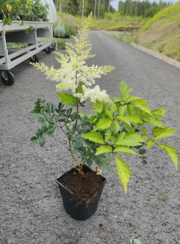 Astilbe Japonica hybrid  DEUTSCHLAND Co1,5-2