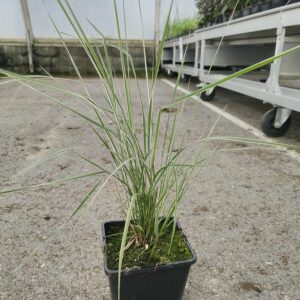 Calamagrostis x acutiflora OVERDAM Co1,5-2
