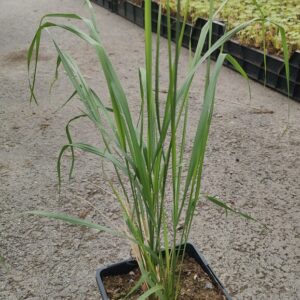 Calamagrostis x acutiflora KARL FOERSTER Co1,5-2