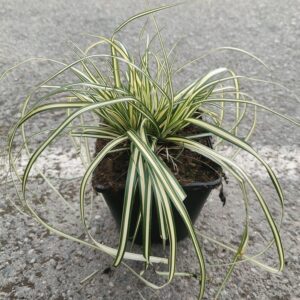 Carex oshimensis EVERGOLD Co1,5-2