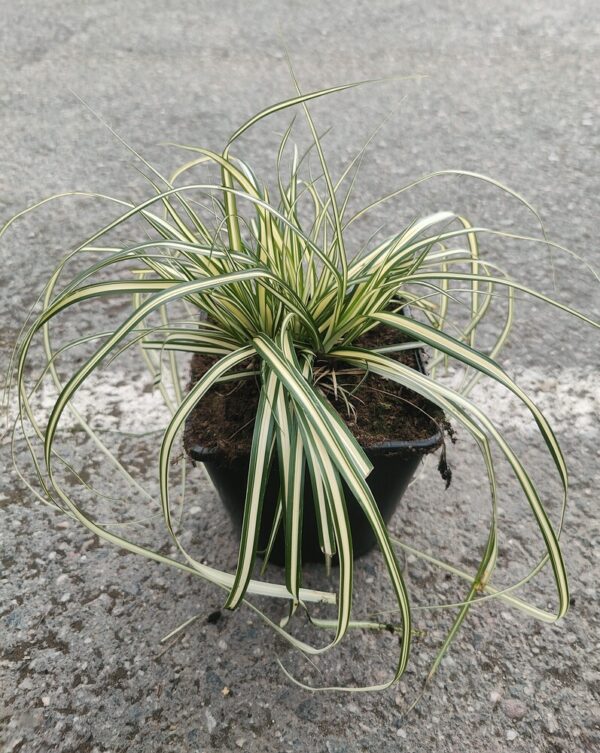 Carex oshimensis EVERGOLD Co1,5-2