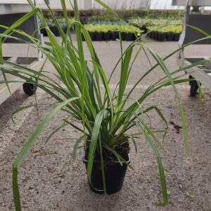 Carex pendula Co1,5-2