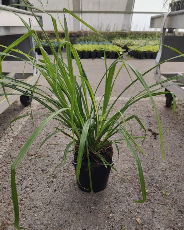 Carex pendula Co1,5-2