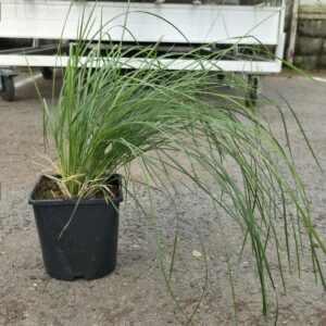 Deschampsia cespitosa BRONZESCHEILER Co1,5-2