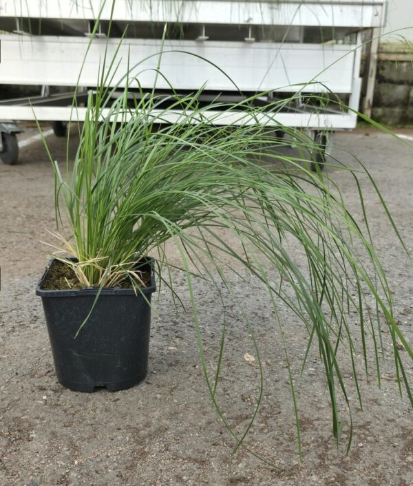 Deschampsia cespitosa BRONZESCHEILER Co1,5-2