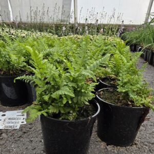 Dryopteris filix-mas Co1,5-2
