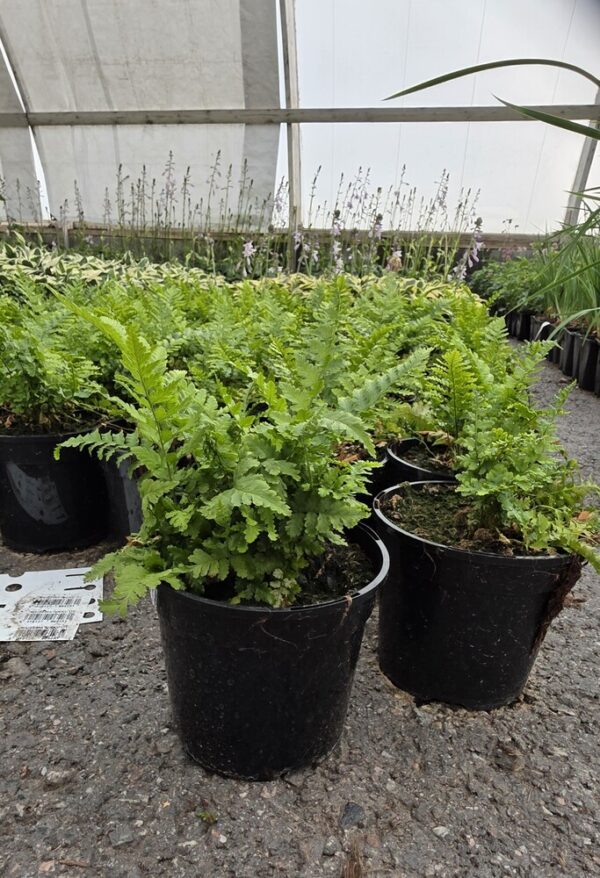 Dryopteris filix-mas Co1,5-2