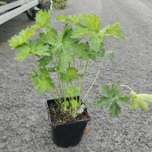 Geranium magnificum Co 1.5 - 2L