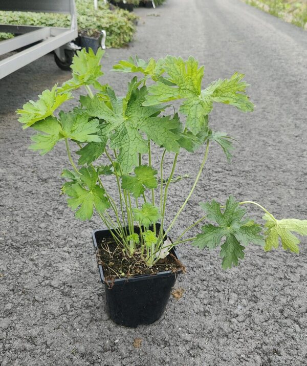 Geranium magnificum Co 1.5 - 2L