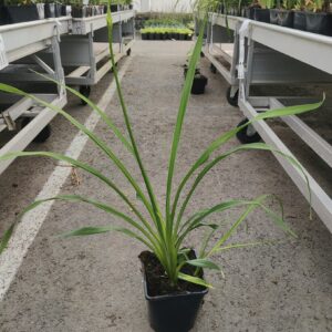 Hemerocallis hybrid ATEN Co1,5-2