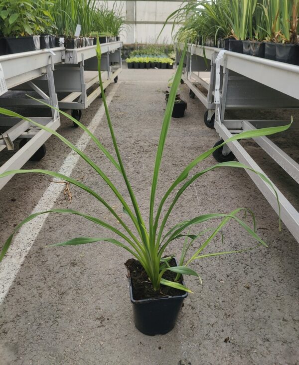 Hemerocallis hybrid ATEN Co1,5-2