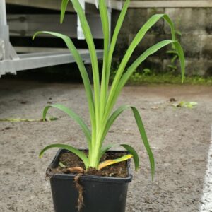 Hemerocallis LONGFIELDS BEAUTY Co1,5-2
