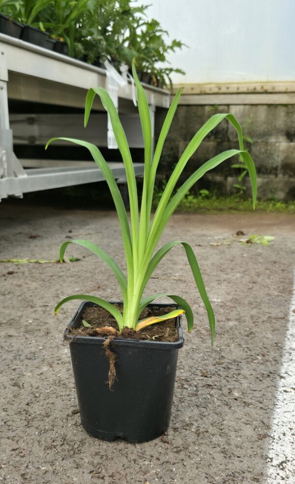 Hemerocallis LONGFIELDS BEAUTY Co1,5-2