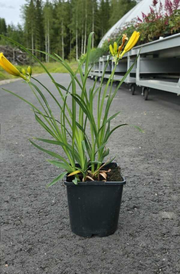 Hemerocallis hybrid STELLA D′ORO Co1,5-2 - Image 2