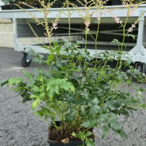 Astilbe simplicifolio HENNIE GRAAFLAND Co1,5-2