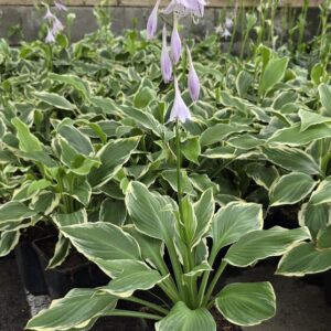 Hosta undulata ALBOMARGINATA Co1,5-2