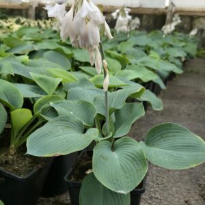 Hosta sieboldiana ELEGANS Co1,5-2