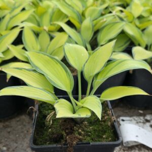 Hosta tardiana JUNE Co1,5-2