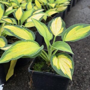 Hosta tarhafunkia-ryhmä ORANGE MARMALADE Co1,5-2