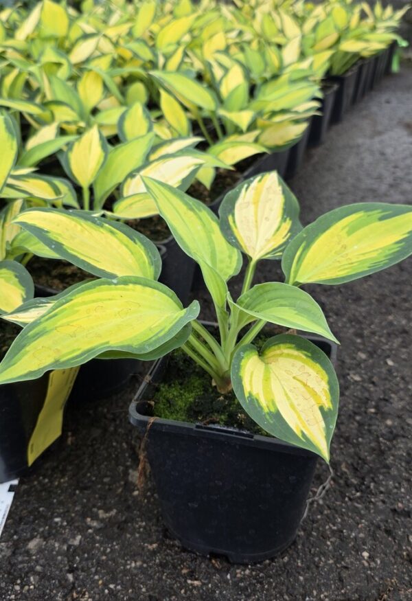 Hosta tarhafunkia-ryhmä ORANGE MARMALADE Co1,5-2