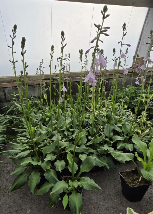 Hosta undulata MEDIOVARIEGATA Co1,5-2