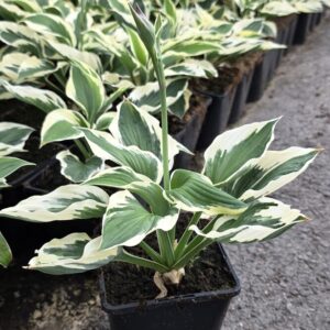 Hosta fortunei PATRIOT Co1,5-2