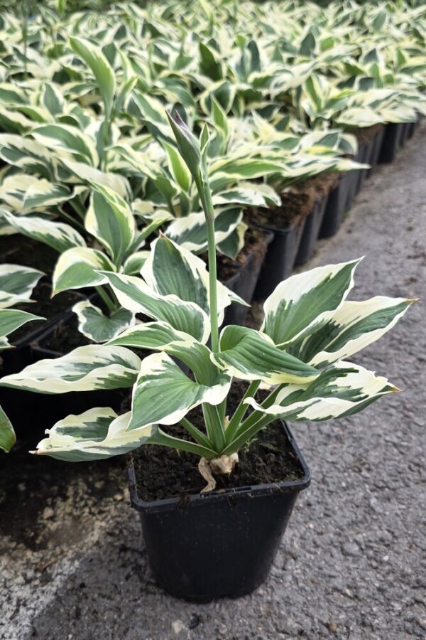 Hosta fortunei PATRIOT Co1,5-2