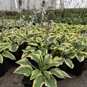 Hosta tarhafunkia-ryhmä WIDE PRIM Co1,5-2