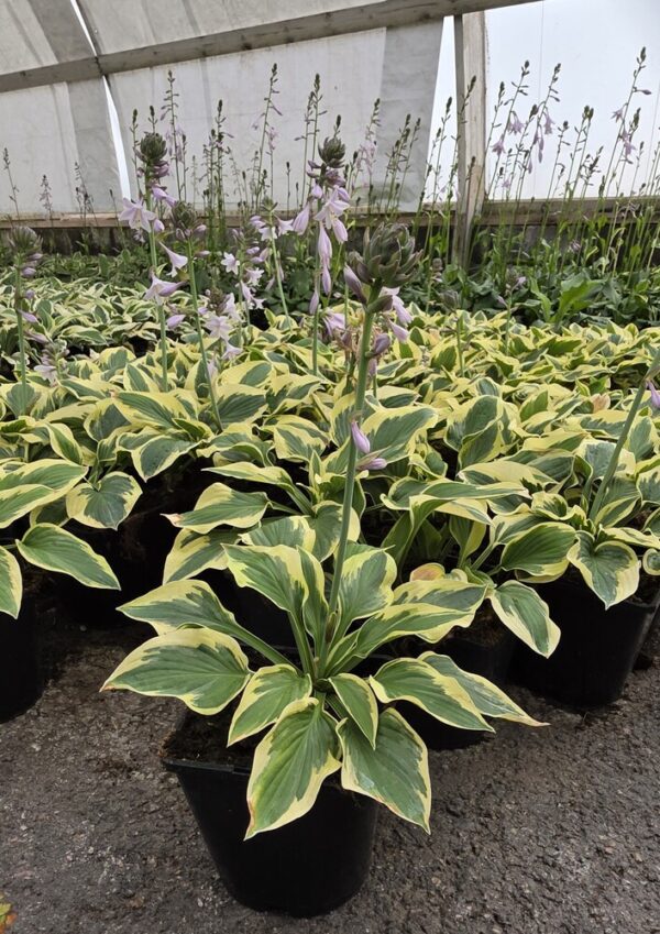 Hosta tarhafunkia-ryhmä WIDE PRIM Co1,5-2