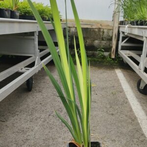 Iris pseudacorus Co1,5-2
