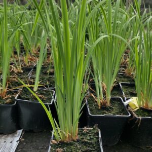 Iris sibirica SHAKER′S PRAYER Co1,5-2